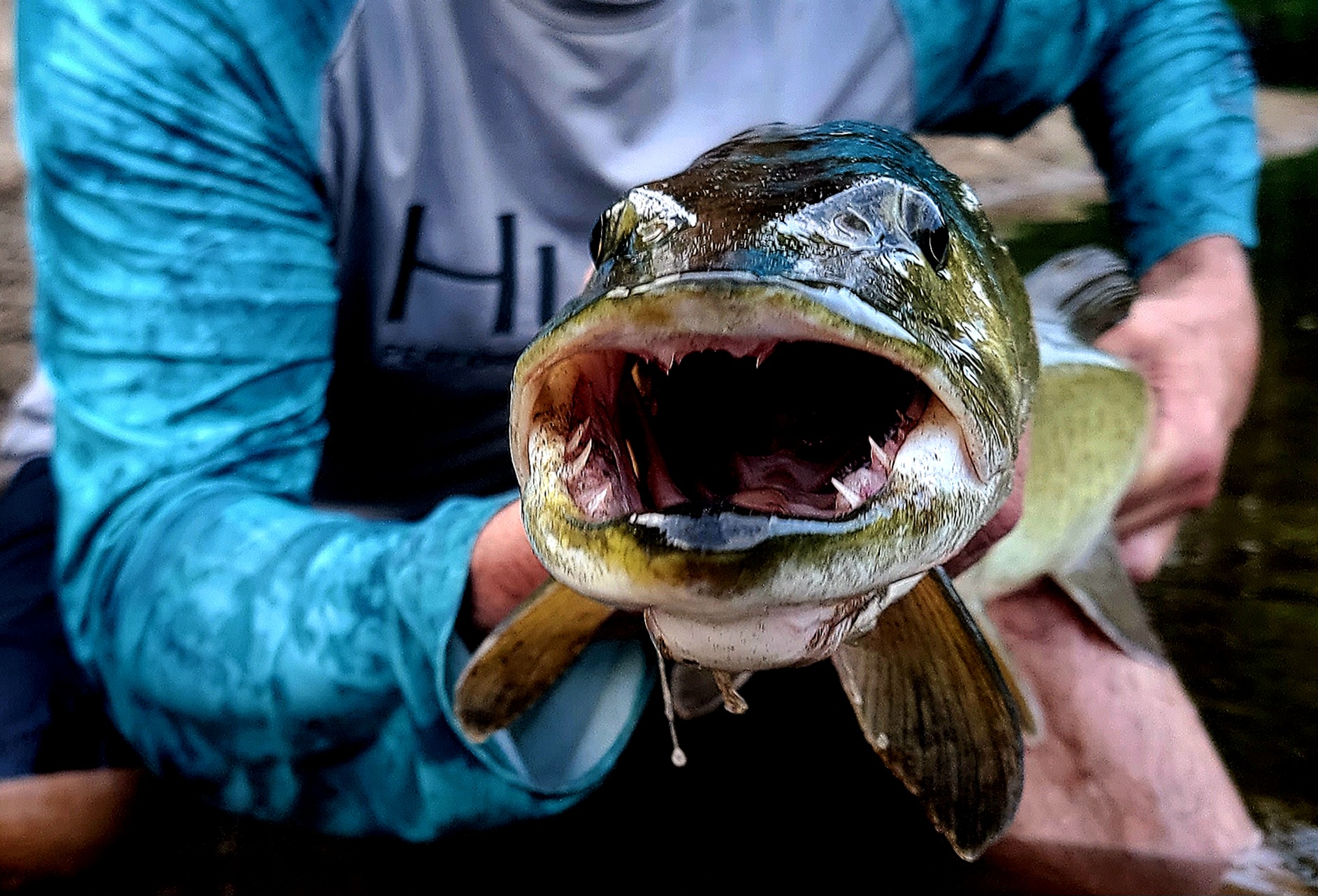 Musky | Strip and Rip Fly Fishing