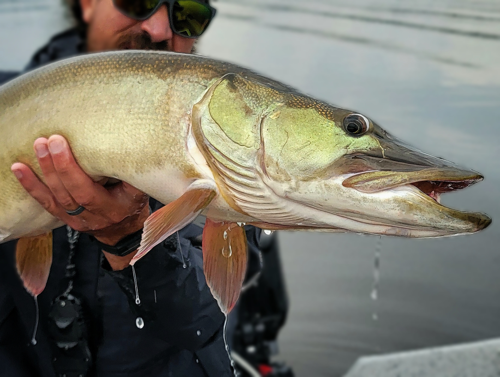 Musky | Strip and Rip Fly Fishing